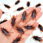 fake-cockroaches.jpg