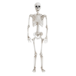 skeleton.jpg